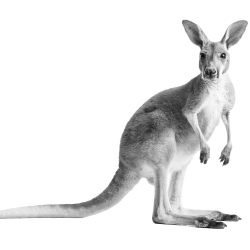 IPC Kangaroo