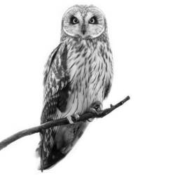 IPC Owl