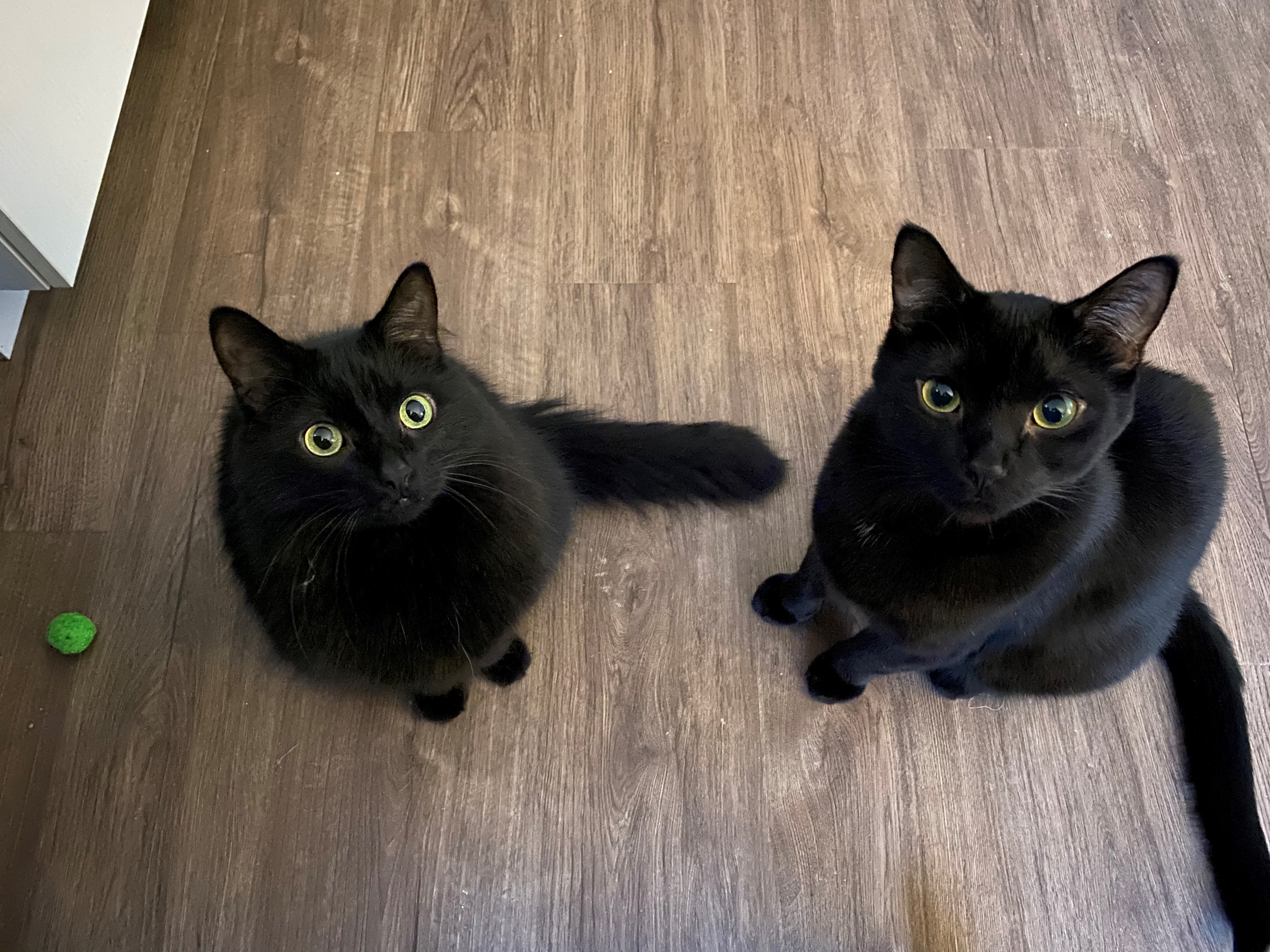 2023 July 17 - Weekly Q and A - Paige Neirman - Cats