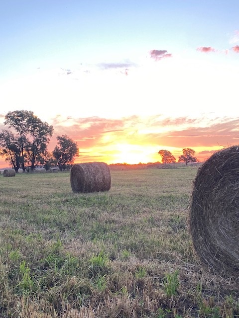 2022 August 22 - Weekly Q and A - Mariano Carricart - Hay bales