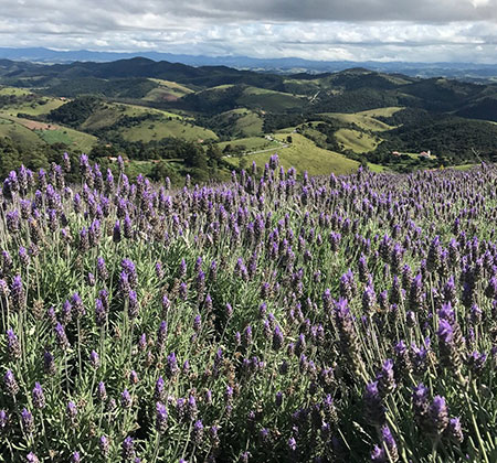 2022 May 02 - Weekly Q and A - Patricia Barcellos Madeira - photo 1