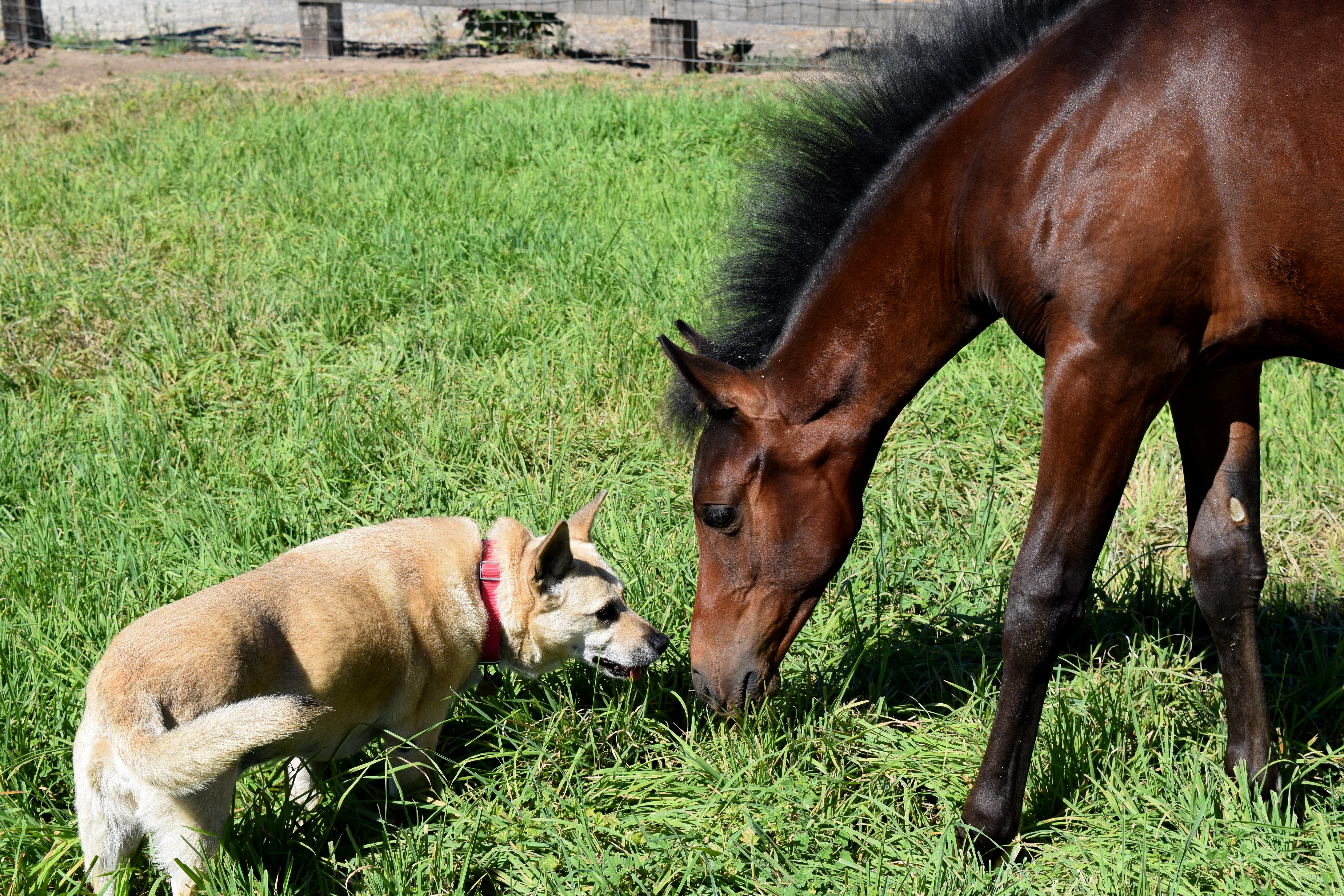 2022 November 14 - Weekly Q and A - Kathryne Baldwin - Horse & Dog