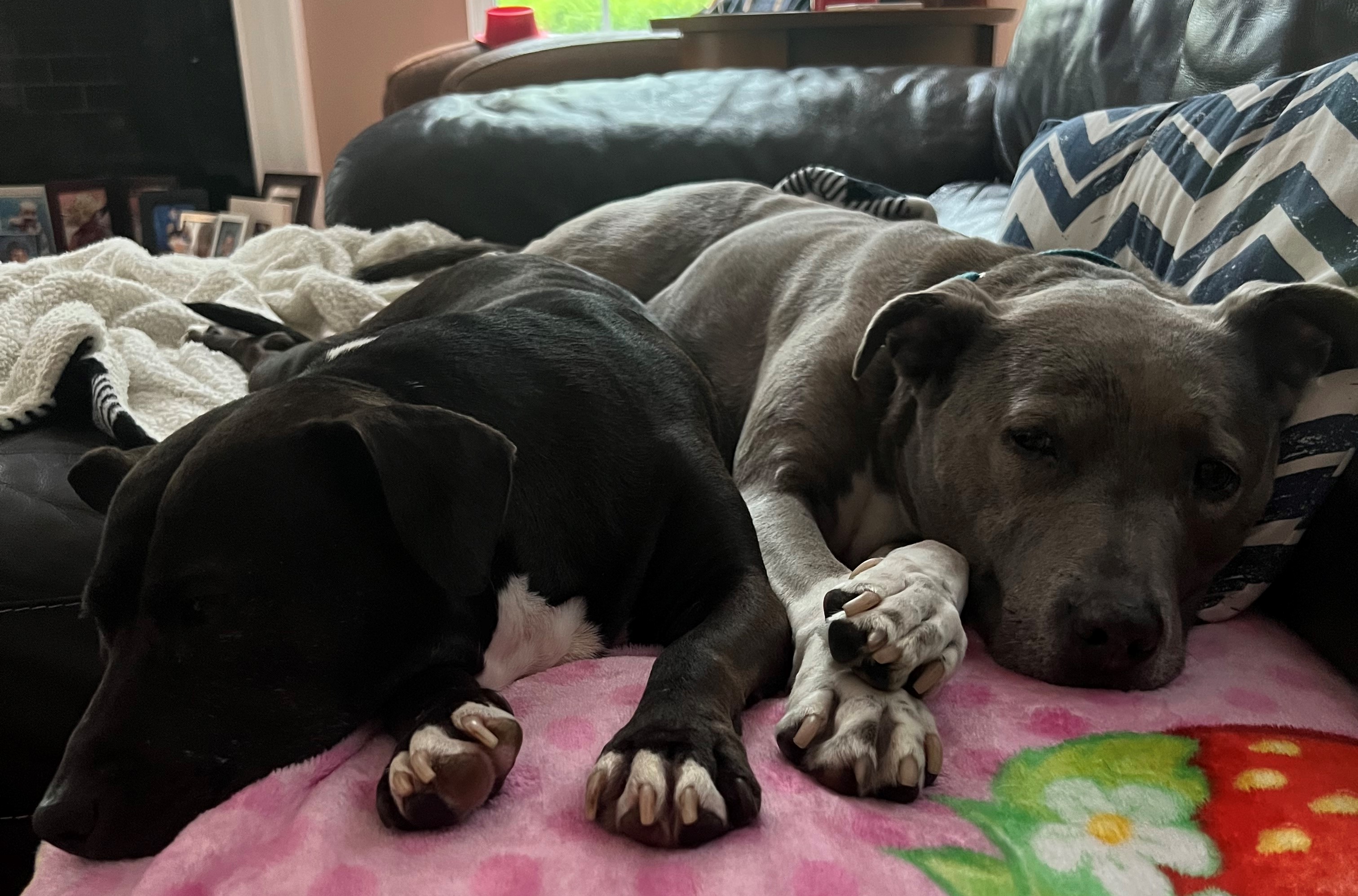 Wagner has two American Staffordshire Terriers, Olive and Dude.