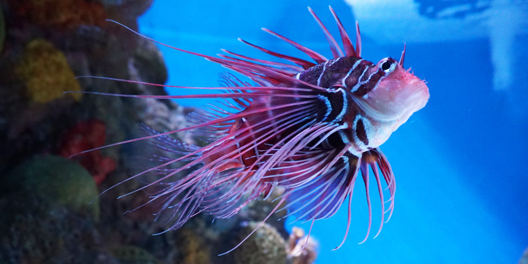 2026 Global Conference - Local Activities - Boston New England Aquarium