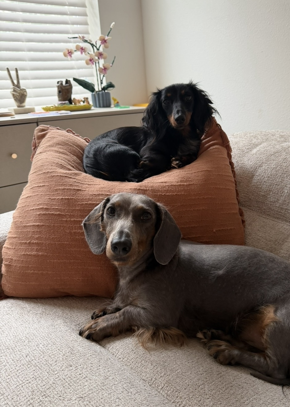 Hayley has two adorable dogs, Frankie and Lizzie.
