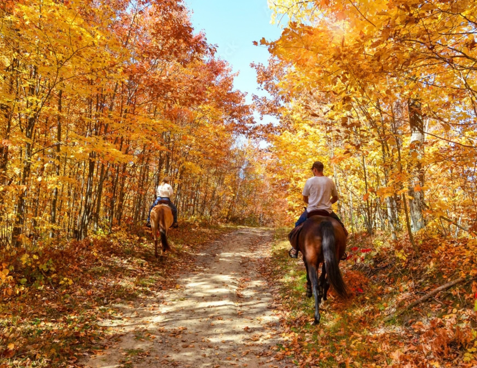 Paradigm 2026 Fall: Horses