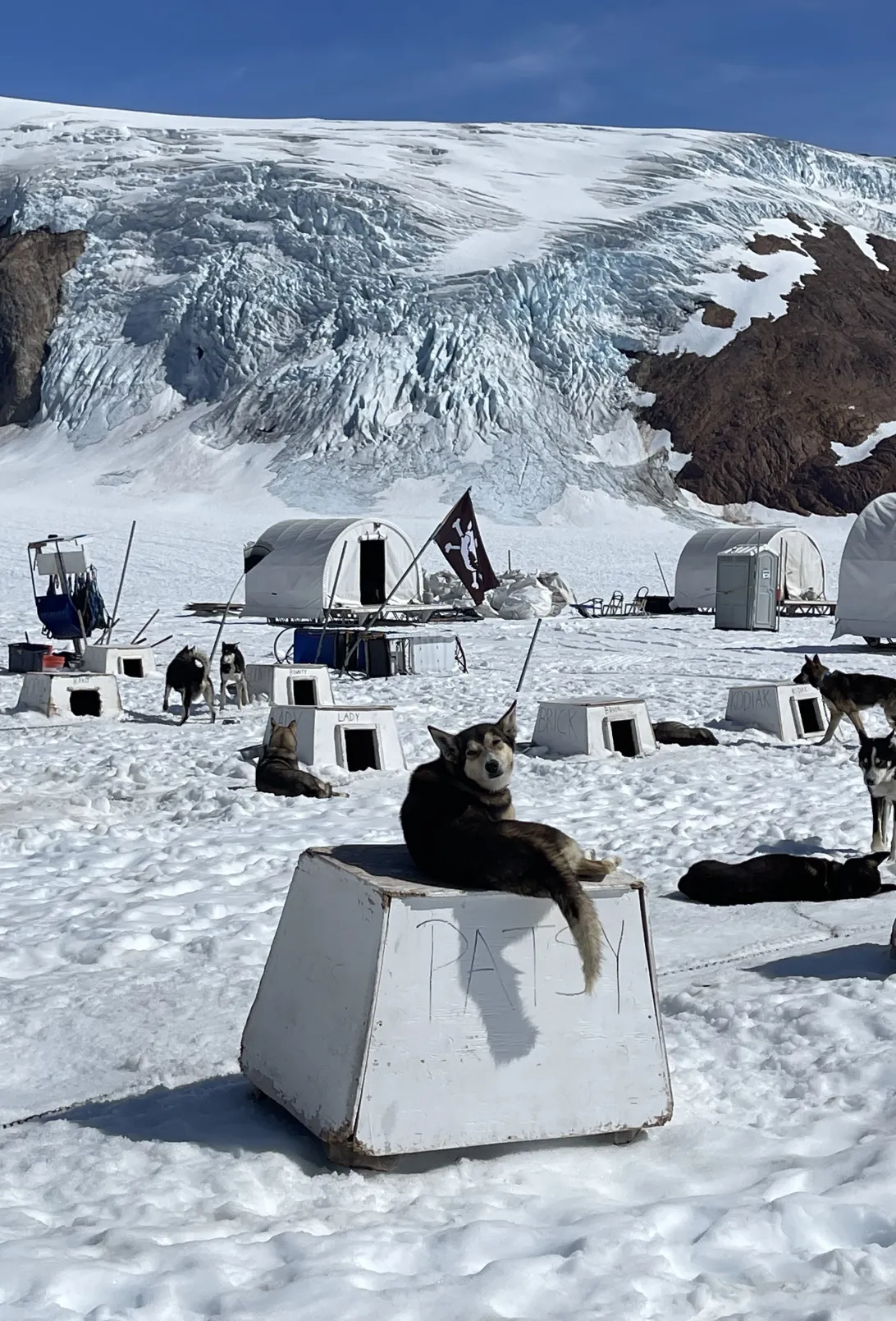 2026 March 03 - Weekly Travelogue - The Iditarod - Sled Dog relaxing on top of a dog house in Alaska