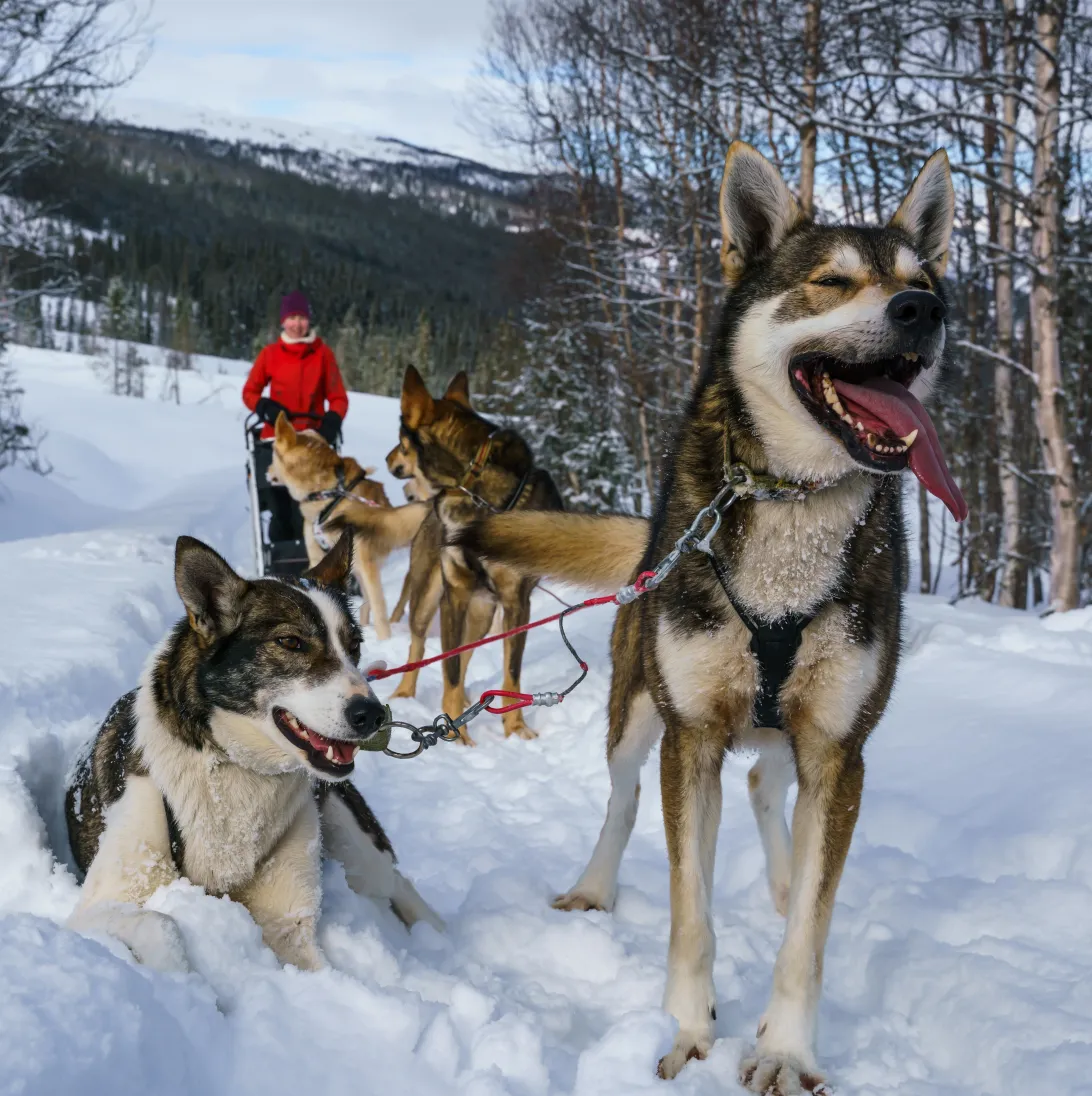 2026 March 03 - Weekly Travelogue - The Iditarod - Alaskan husky sled team