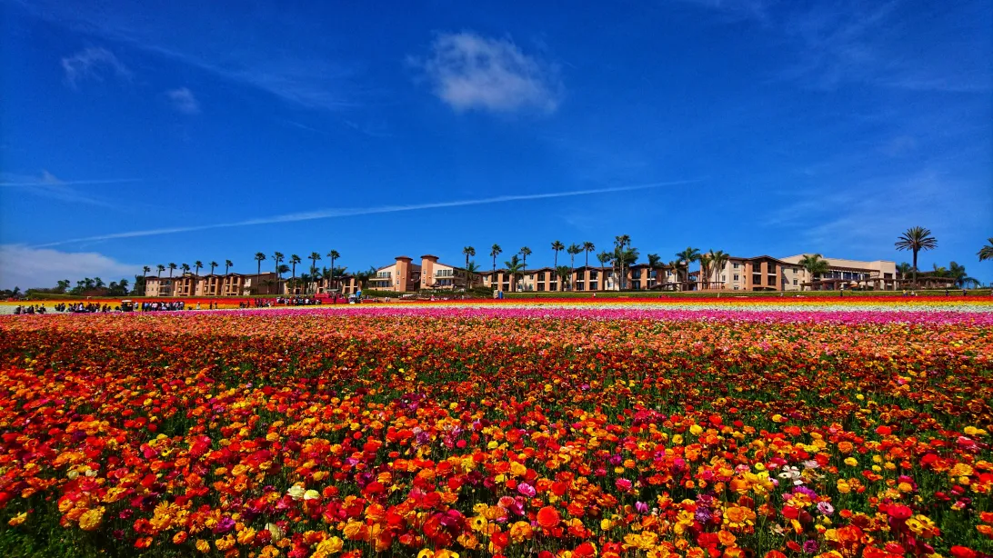 2026 March 10 - Weekly Travelogue - Carlsbad, California - flower fields