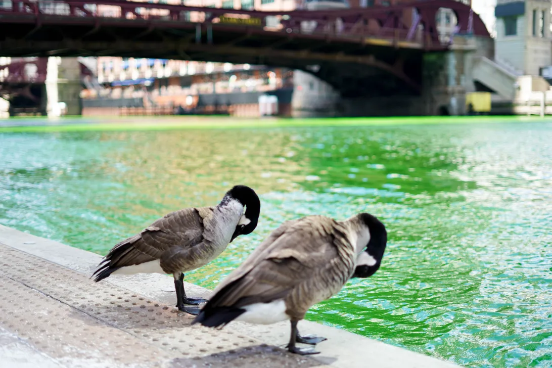 2026 March 17 - Weekly Travelogue - Chicago St. Patrick's Day - Canadian Geese Green River