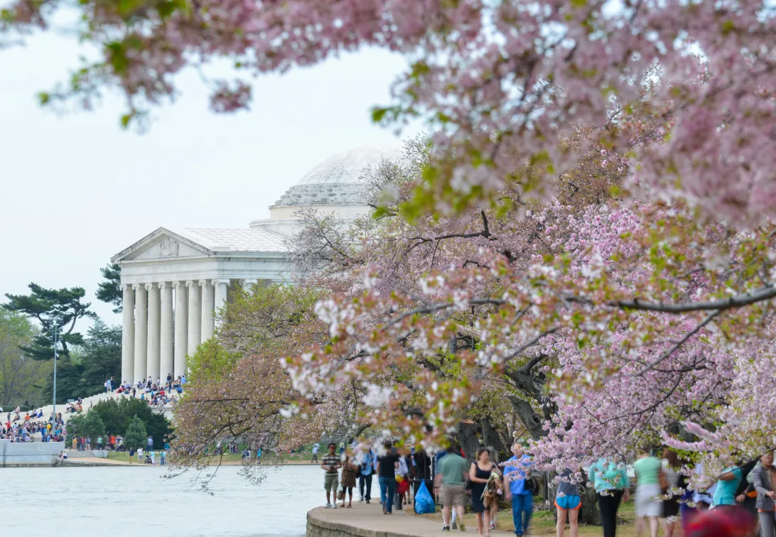 2026 March 24 - Weekly Festival Travelogue - Washington D.C. Cherry Blossom Festival - Jefferson Memorial