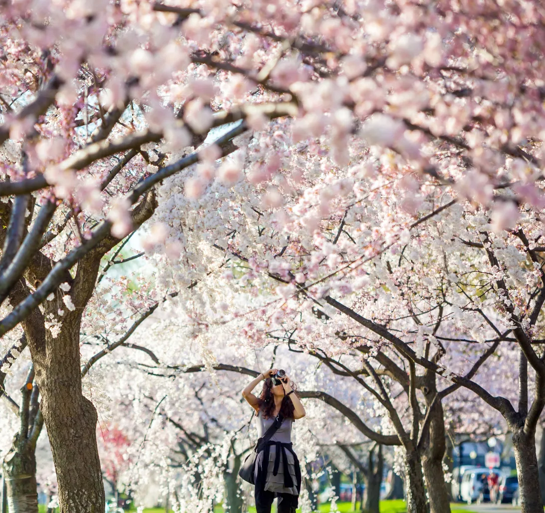 2026 March 24 - Weekly Festival Travelogue - Washington D.C. Cherry Blossom Festival - Cherry Blossoms