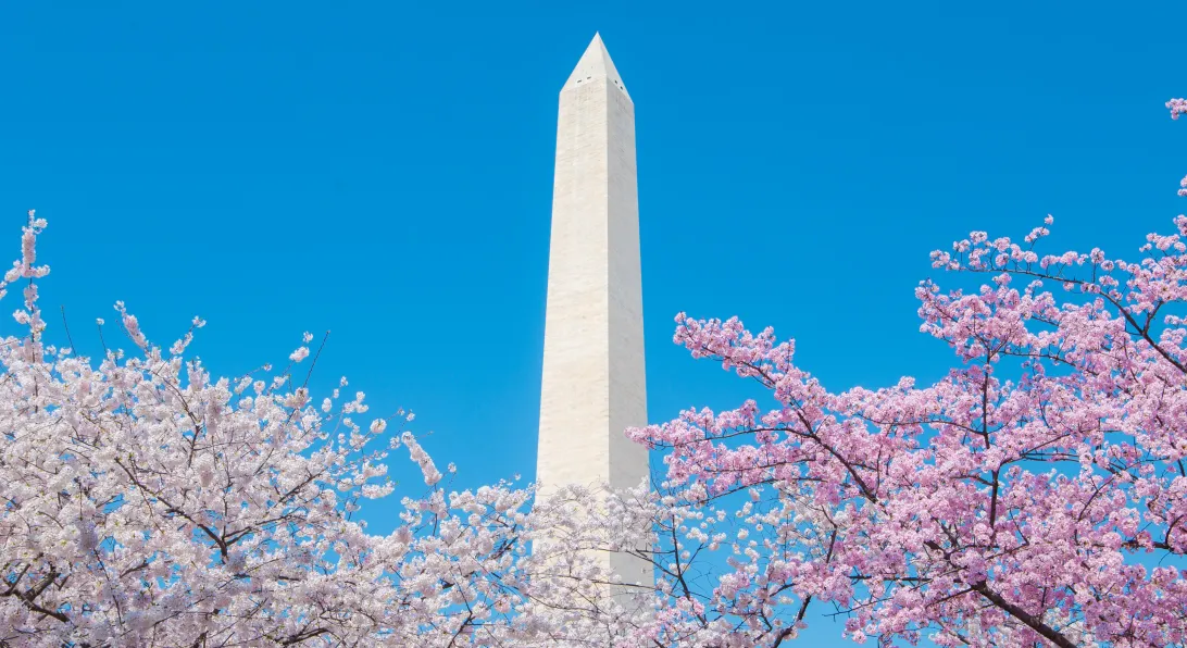 2026 March 24 - Weekly Festival Travelogue - Washington D.C. Cherry Blossom Festival