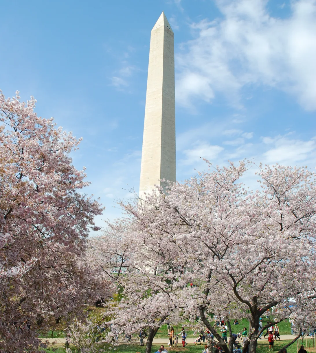 2026 March 24 - Weekly Festival Travelogue - Washington D.C. Cherry Blossom Festival - Washington Monument