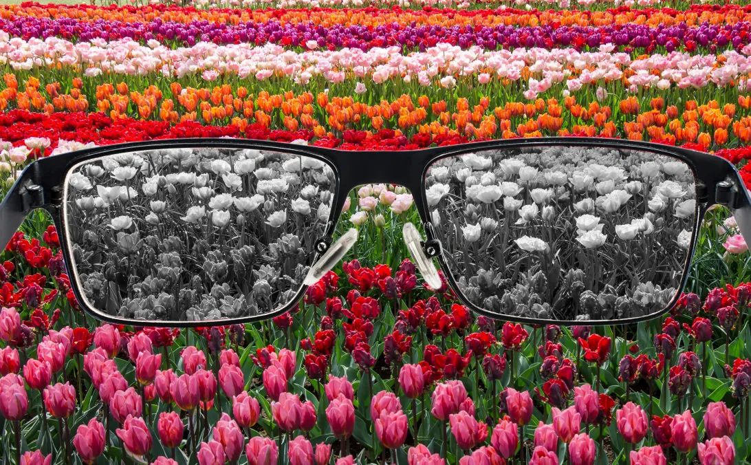 Tulips - Colorful - Glasses view Grayscale