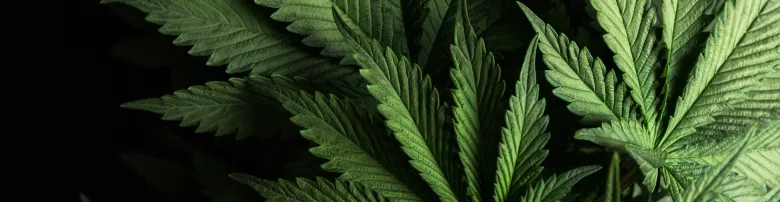Cannabis Header